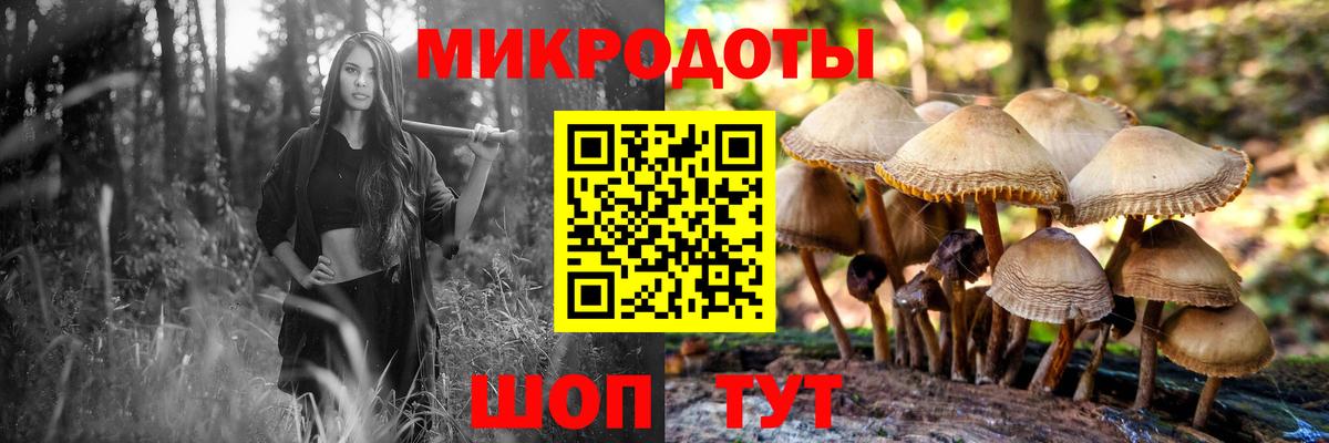 Псилоцибиновые грибы Psilocybe Белореченск